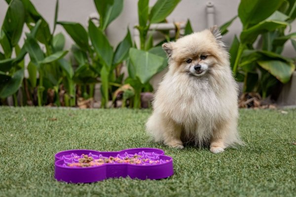 Miska slow food spowalniająca jedzenie SMALL SLODOG® turkusowa dla psa i kota