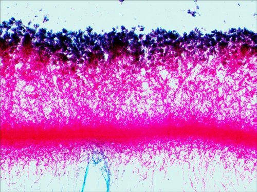 (PL) Zestaw preparatów Levenhuk N80 NG „Zobacz wszystko”