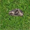 atrapa kamienia tajemniczy schowek