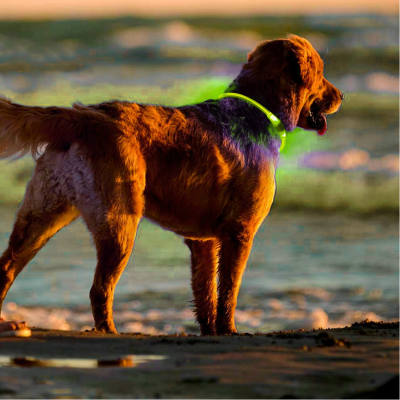 żółta obroża led świecąca 3 tryby