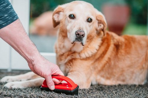 Szczotka do usuwania sierści gumowa