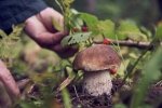 Wyprawka grzybiarza. Co zabrać do lasu, żeby grzybobranie było wygodne i bezpieczne?
