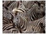 Fototapeta - Stado zebr