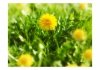 Fototapeta - Żółty kwiatowy dywan
