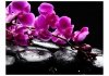 Fototapeta - Chwila relaksu : orchidea i kamienie zen