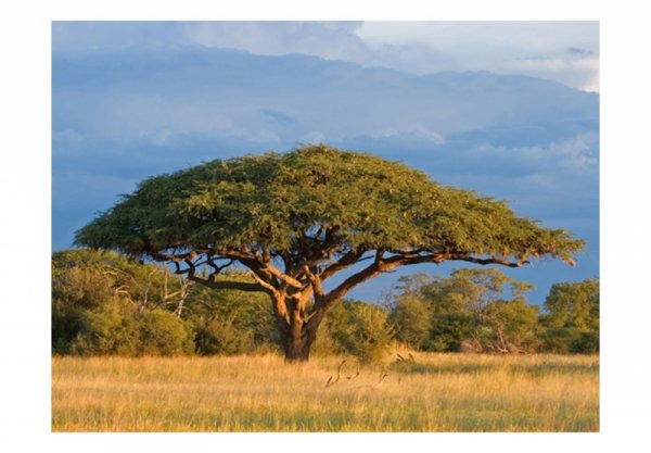 Fototapeta - Afrykańska akacja - Park Narodowy Hwange, Zimbabwe