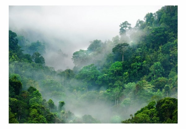 Fototapeta - Poranna mgła w lesie