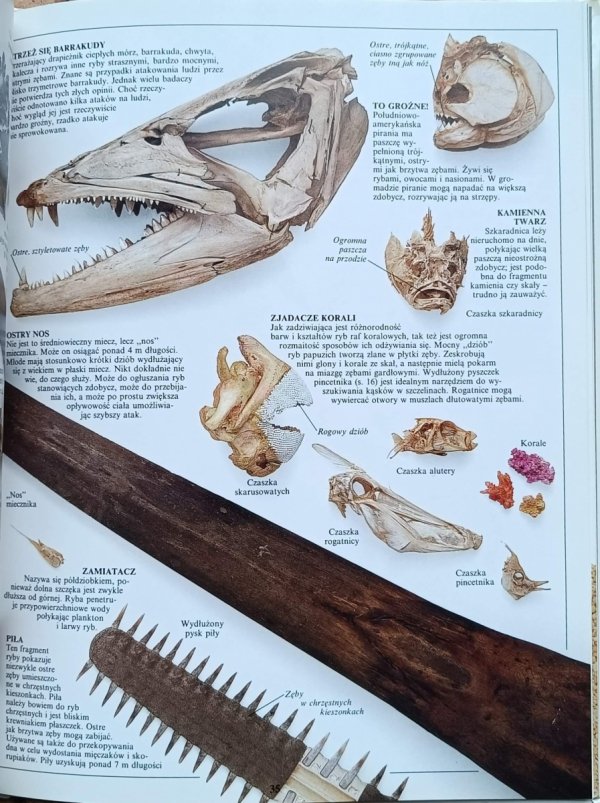 Steve Parker - Ryby | Patrzę Podziwiam Poznaję