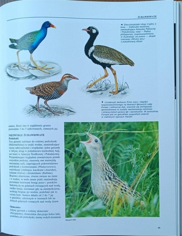 Encyklopedia zwierząt • Ptaki fragment