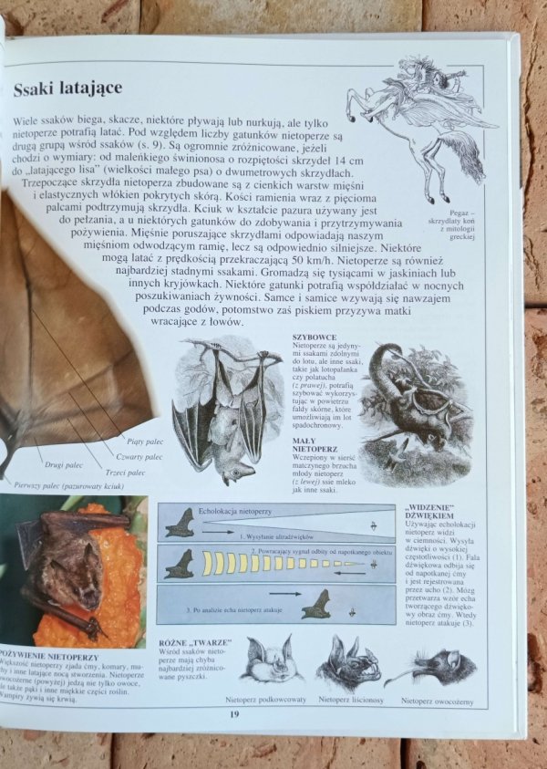 Steve Parker - Ssaki | Patrzę Podziwiam Poznaję