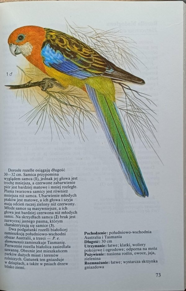 Stanislav Chvapil  Ptaki ozdobne  - ilustracja