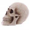 Duża Czaszka - skarbonka w kształcie czaszki