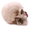 figurka Czaszka z Różą - figurki czaszek
