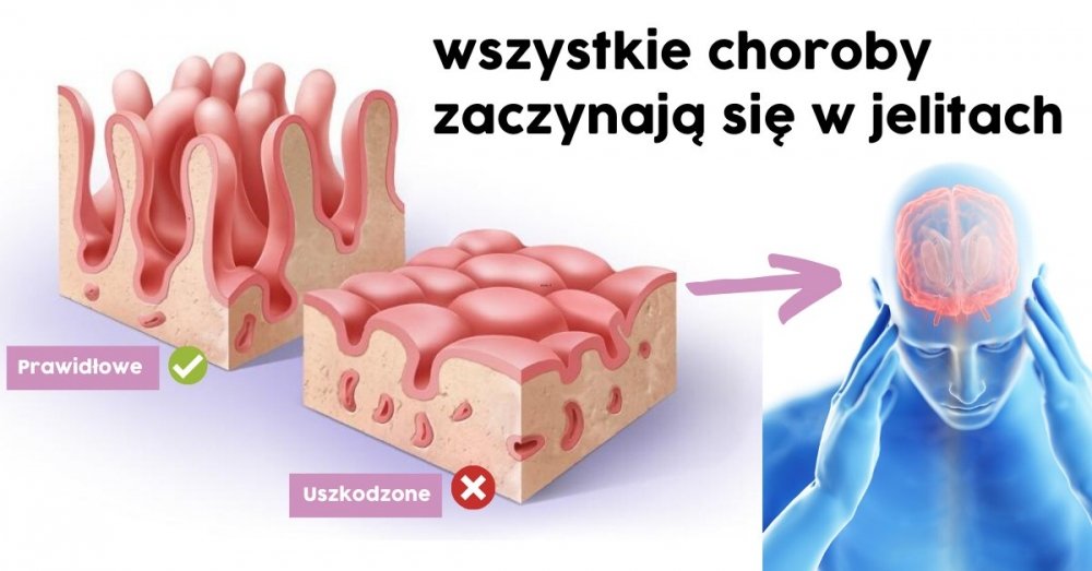 Toksyny gromadzą się głównie w jelitach