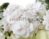 African Violet WATERMELON SNOW