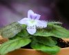 Micro Mini Sinningia pusilla Itaoca