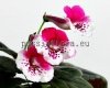 Mini Sinningia SRG'S WHITE ROUGE 
