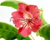 Streptocarpus PEACH 