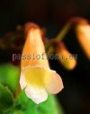 Smithiantha ABBEY LIGHT 