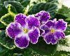 African Violet ND-LAMBRUSKO