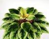 African Violet ROB'S COOL FRUIT - rosette