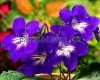 Streptocarpus RD-SHAFIREK 