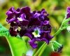 Streptocarpus PK-7602 