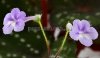 Micro Mini Sinningia AGNES