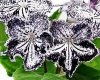 Streptocarpus OI-IRBIS