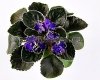African Violet RS-DENSE FOREST - RS-DREMUCHIY LES