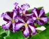African Violet  Chimera BT-SYN FARAONA 2