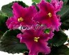African Violet  Chimera MT-YUZHNIY BEREG