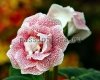 Gloxinia PF-MIRACLE