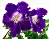 Streptocarpus VAT-TITAN