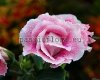 Gloxinia PF-DYNASTY