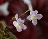 Micro Mini Sinningia pusilla SERRA DA VISTA