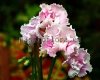 Streptocarpus PINK FLAMINGO