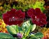 Gloxinia PF-MY LOVE 