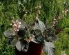 GLOXINIA erinoides RED SATIN