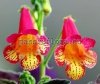Smithiantha PF-ARCADIA 