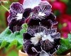 Streptocarpus UA-CHARAKTERNIK - UA-HARACTERNIK