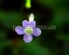 Micro Mini Sinningia pusilla