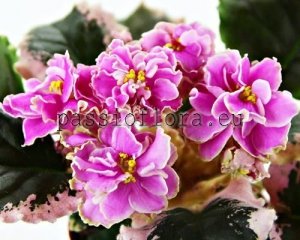 African Violet Seeds VAT-SWEET JANE x other hybrids