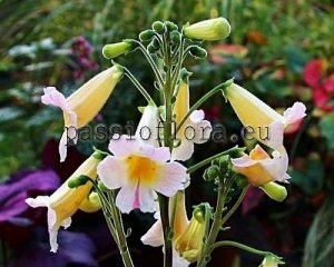 Smithiantha Seeds PF-FROSTY SUN x other hybrids