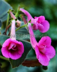 Mini Sinningia Seeds  SRG'S WILD CHERRY x other hybrids