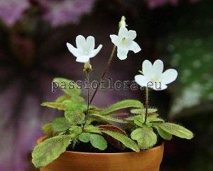 Micro Mini Sinningia Seeds WHITE SPRITE x self