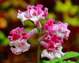 Streptocarpus Seeds OD-EXCITING YOUTH x other hybrids