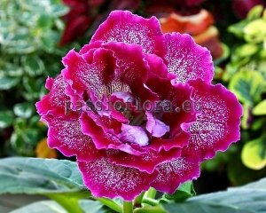Gloxinia PF-MICHELLE