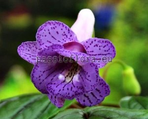 Sinningia STARGAZER 
