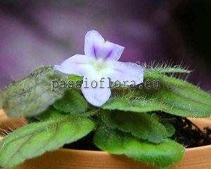 Micro Mini Sinningia pusilla ITAOCA